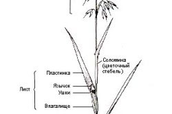 Про світ рослин і заміського життя. Як очистити ділянку від дерев і чагарників