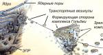 Budova-Klitin-Eukaryoten
