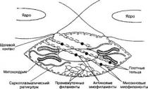Hladký a krížovo hladký m'язова тканина людини — особливості, будова та функції, властивості та ознаки: схема з описом